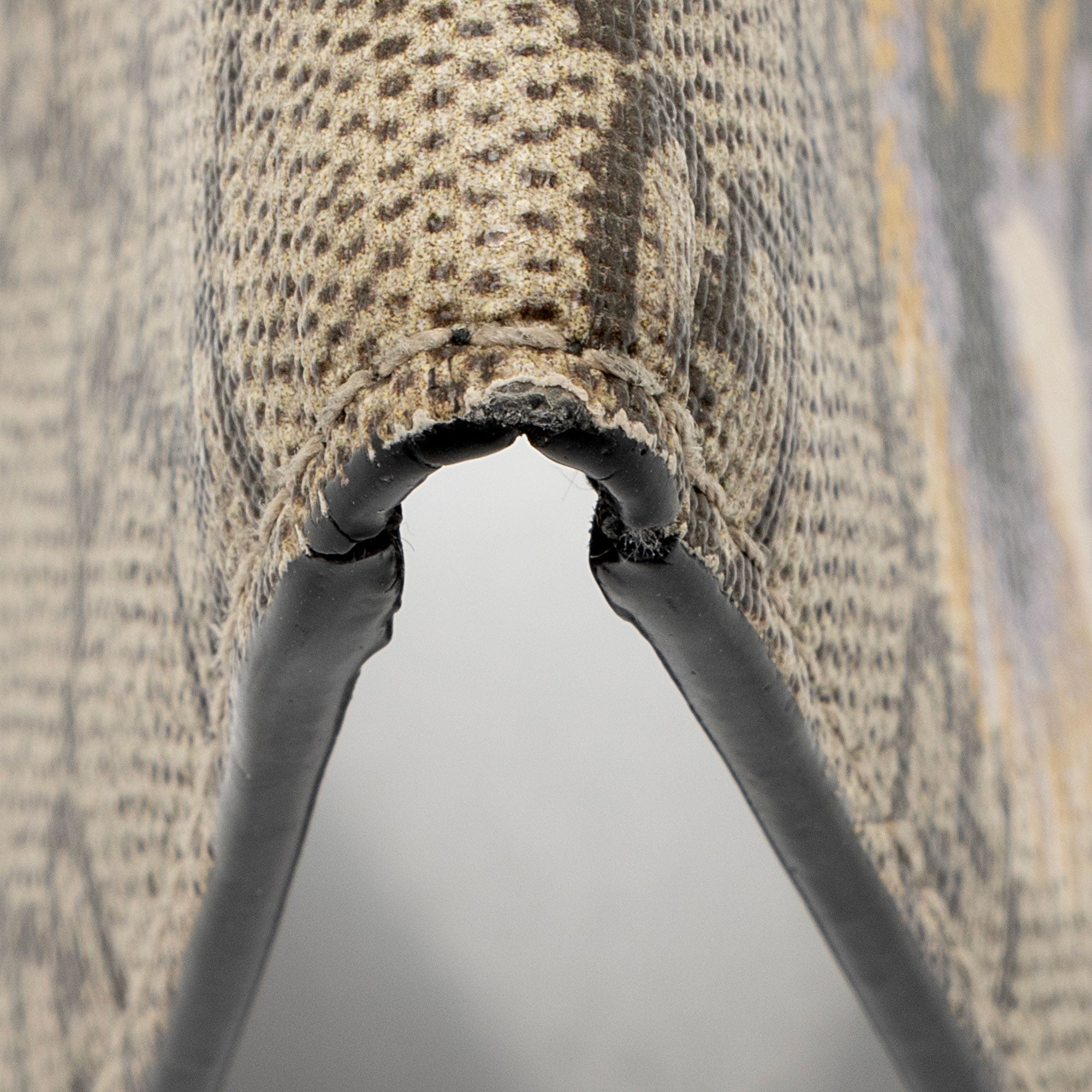 Gucci GG Supreme Tiger Small Bifold Wallet (SHF-T2cWpb)